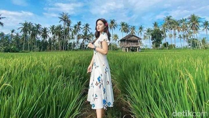 Sawah Mangaran Banyuwangi