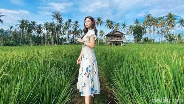 Sawah Mangaran Banyuwangi Sawah Mangaran Banyuwangi
