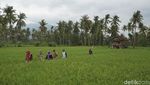 Hijau Asri Sawah Mangaran yang Instagramable Banget di Banyuwangi
