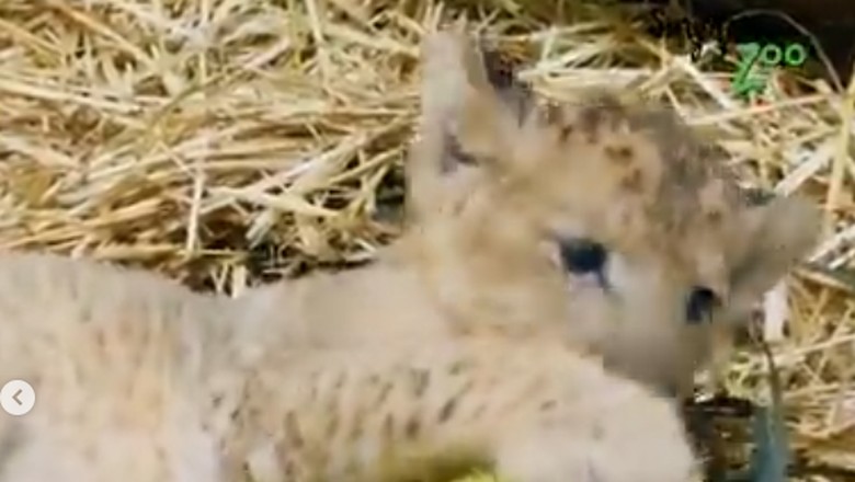 Simba, singa kecil di Kebun Binatang Singapura Simba, singa kecil di Kebun Binatang Singapura