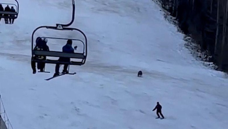 Turis Dikejar Beruang Turis Dikejar Beruang saat main ski
