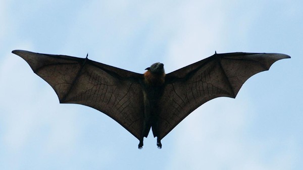 Belum Usai Corona, Virus Nipah Jadi Ancaman Pandemi Baru di Asia