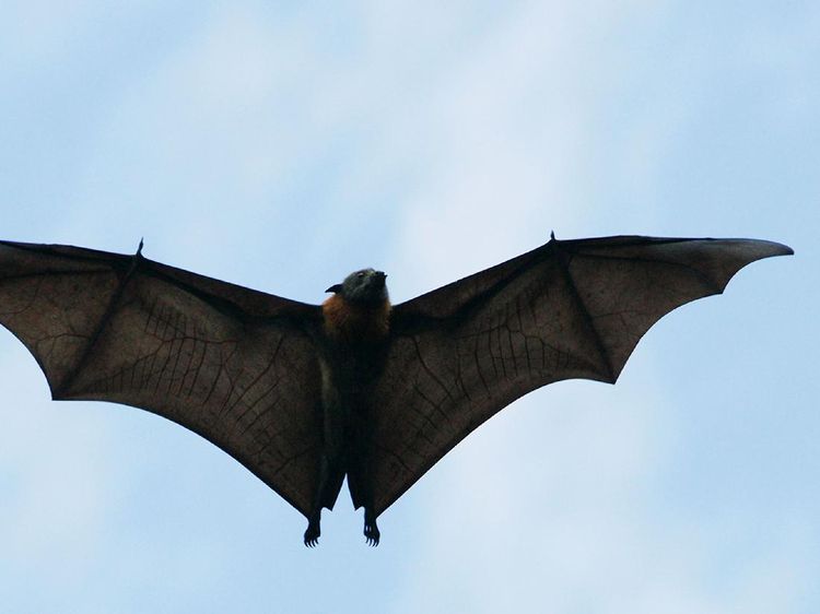 Belum Usai Corona, Virus Nipah Jadi Ancaman Pandemi Baru di Asia