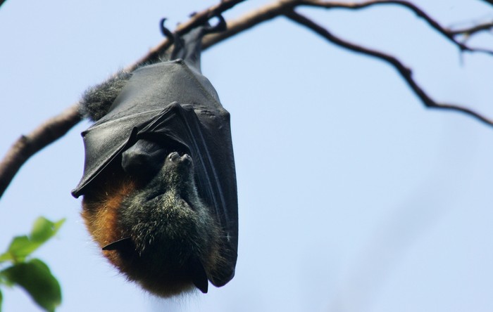 Virus Nipah dikhawatirkan dapat jadi ancaman munculnya pandemi baru di dunia. Selain karena angka kematian yang tinggi, virus itu diketahui belum ada obatnya.