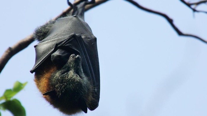 Virus Nipah dikhawatirkan dapat jadi ancaman munculnya pandemi baru di dunia. Selain karena angka kematian yang tinggi, virus itu diketahui belum ada obatnya.