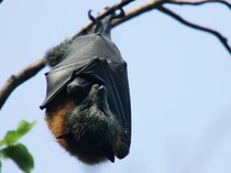 Kelelawar Masuk Rumah Bawa 7 Pertanda Ini