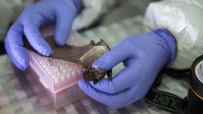 Virus Nipah dikhawatirkan dapat jadi ancaman munculnya pandemi baru di dunia. Selain karena angka kematian yang tinggi, virus itu diketahui belum ada obatnya.
