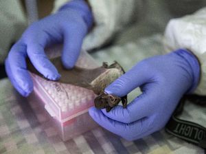 Waspada, Virus Nipah Berpotensi Masuk Indonesia