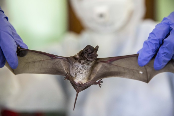 Virus Nipah dikhawatirkan dapat jadi ancaman munculnya pandemi baru di dunia. Selain karena angka kematian yang tinggi, virus itu diketahui belum ada obatnya.