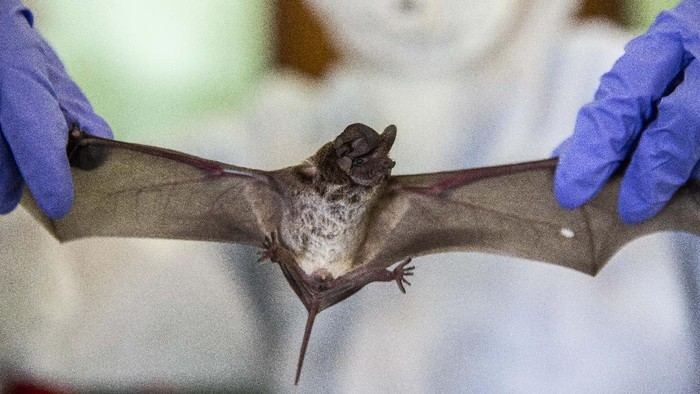 Belum Usai Corona, Virus Nipah Diwaspadai Jadi Pandemi Baru di Asia Virus Nipah dikhawatirkan dapat jadi ancaman munculnya pandemi baru di dunia. Selain karena angka kematian yang tinggi, virus itu diketahui belum ada obatnya.