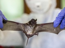 Apa Itu Virus Nipah yang Memakan Korban di India? Ini Bahaya & Cara Pencegahannya