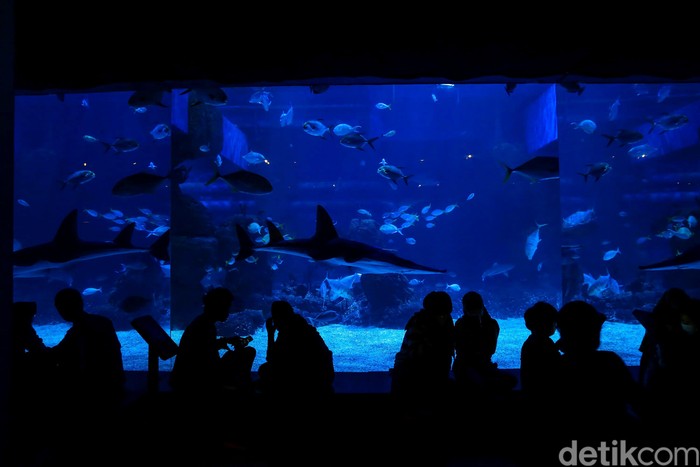 Jakarta Aquarium & Safari memiliki dua penghuni baru. Kedua satwa unik itu adalah Naga Laut (Sea Dragon) dan Gurita Raksasa (Giant Pacific Octopus).