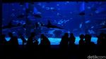 Berkenalan dengan Dua Penghuni Baru Jakarta Aquarium
