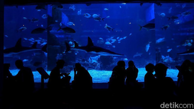 Berkenalan dengan Dua Penghuni Baru Jakarta Aquarium Jakarta Aquarium & Safari memiliki dua penghuni baru. Kedua satwa unik itu adalah Naga Laut (Sea Dragon) dan Gurita Raksasa (Giant Pacific Octopus).
