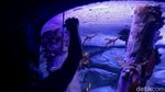 Berkenalan dengan Dua Penghuni Baru Jakarta Aquarium