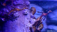 Menariknya, Naga Laut termasuk satwa yang bisa dibilang baper, karena satwa ini sangat sensitif terhadap sekeliling, termasuk reaksi terhadap manusia. Satwa ini bisa mati akibat stress. Stress bisa disebabkan oleh temperatur air yang tak sesuai, cahaya yang tiba-tiba, keramaian, dan lainnya.