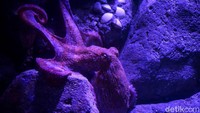 Selain Naga Laut, penghuni baru Jakarta Aquarium & Satwa lainnya adalah Gurita Raksasa atau Giant Pacific Octopus (Enteroctopus dofleini). Satwa akuatik ini berasal dari Samudera Pasifik Utara, membentang dari California sampai ke Jepang dan Korea.