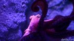 Berkenalan dengan Dua Penghuni Baru Jakarta Aquarium