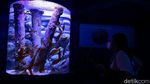 Berkenalan dengan Dua Penghuni Baru Jakarta Aquarium