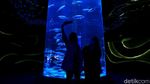 Berkenalan dengan Dua Penghuni Baru Jakarta Aquarium