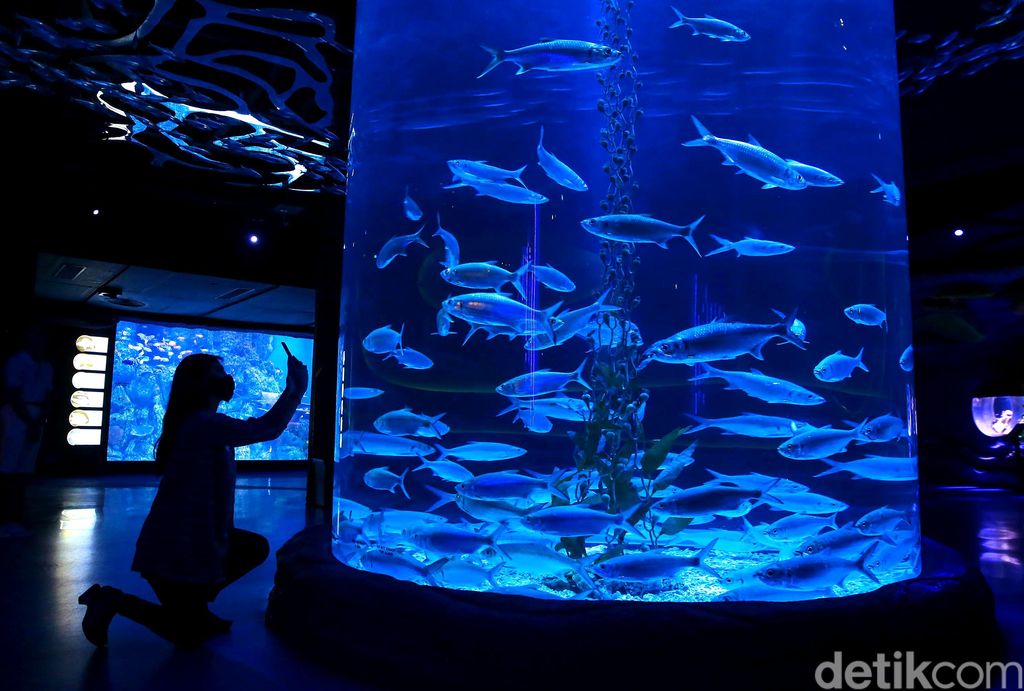 Jakarta Aquarium & Safari memiliki dua penghuni baru. Kedua satwa unik itu adalah Naga Laut (Sea Dragon) dan Gurita Raksasa (Giant Pacific Octopus).