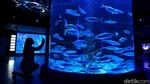 Berkenalan dengan Dua Penghuni Baru Jakarta Aquarium
