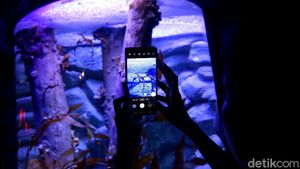 Berkenalan dengan Dua Penghuni Baru Jakarta Aquarium