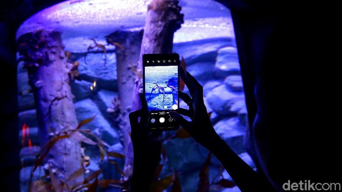 Berkenalan dengan Dua Penghuni Baru Jakarta Aquarium Jakarta Aquarium & Safari memiliki dua penghuni baru. Kedua satwa unik itu adalah Naga Laut (Sea Dragon) dan Gurita Raksasa (Giant Pacific Octopus).