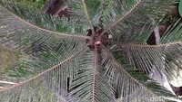 Sejumlah wilayah di Kabupaten Boyolali, Jawa Tengah diguyur hujan abu bercampur pasir imbas erupsi Gunung Merapi, Rabu (27/1/2021).