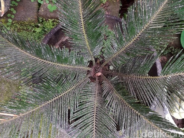 Boyolali Diguyur Hujan Abu Imbas Gunung Merapi Erupsi Sejumlah wilayah di Kabupaten Boyolali, Jawa Tengah, diguyur hujan abu bercampur pasir. Hal itu terjadi imbas erupsi Gunung Merapi.