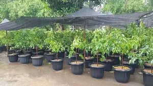 Foto: Desa Wisata Jambu, Bukan Sekedar Agrowisata
