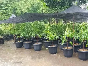 Foto: Desa Wisata Jambu, Bukan Sekedar Agrowisata