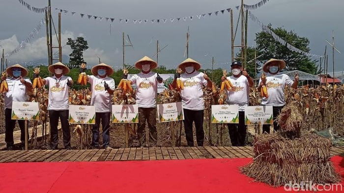 Gubernur Jabar Ridwan Kamil hadiri panen jagung di Garut.