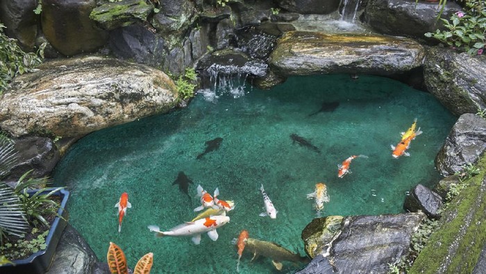 Ilustrasi kolam ikan