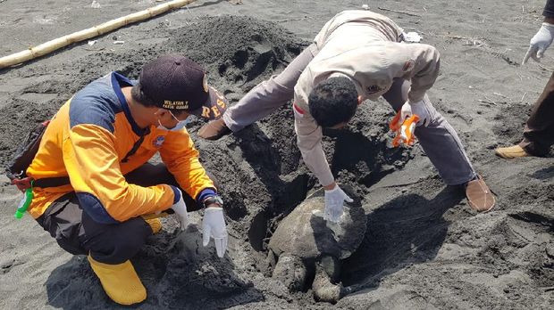 Bangkai penyu dan lumba-lumba di pantai Kulon Progo, Rabu (27/1/2021).