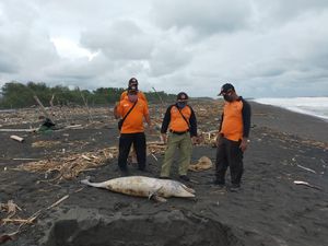 Bangkai Penyu dan Lumba-lumba Ditemukan di Pantai Kulon Progo