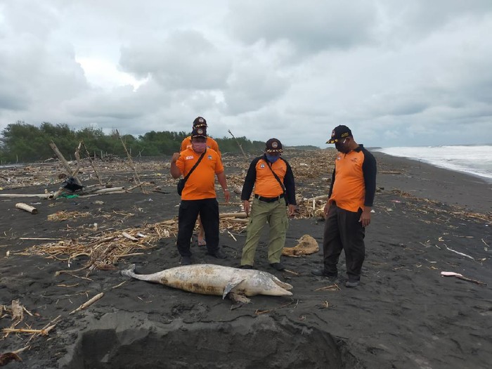 Bangkai penyu dan lumba-lumba di pantai Kulon Progo, Rabu (27/1/2021).