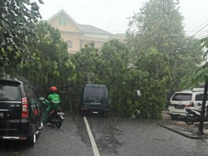 Pohon Tumbang di Pasar Kabangan Solo Timpa 2 Mobil