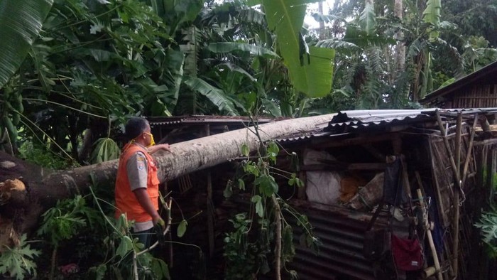 Seorang pemotor tertimpa pohon tumbang dan atap dermaga Wiajayapura ambruk akibat angin kencang yang melanda wilayah Kabupaten Cilacap, Rabu (27/1/2021) sore.