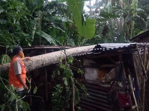Angin Kencang di Cilacap, Pemotor Tertimpa Pohon-Atap Dermaga Ambruk