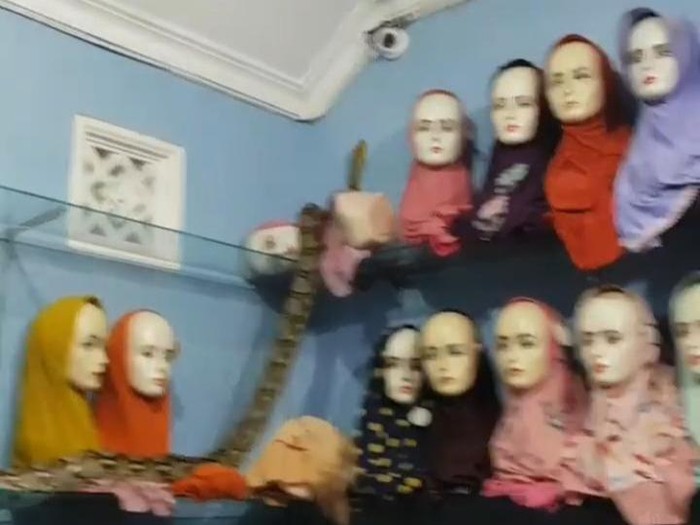 Seekor ular piton ditangkap Satpol PP Pemkab Blitar. Ular itu ditemukan menggerayangi manekin di sebuah toko jilbab.