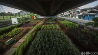 Kolong flyover yang biasanya kumuh kini mampu menghasilkan sayuran berkualitas untuk warga lho.