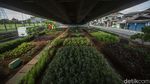 Bukan Pegunungan, Sayuran Segar Ini Tumbuh di Kolong Jembatan Lho