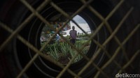 Di bawah kolong flyover Cipinang ini ditanami beragam sayuran yang akan dibagi-bagi ke warga setiap panennya.