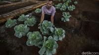 Sayuran tersebut diantaranya kangkung, sawi, kol hingga brokoli.