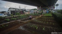 Dalam satu bulan sentra sayur ini mampu menghasilkan 30 kg sayur kangkung lho.