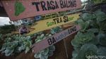 Bukan Pegunungan, Sayuran Segar Ini Tumbuh di Kolong Jembatan Lho