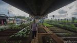 Bukan Pegunungan, Sayuran Segar Ini Tumbuh di Kolong Jembatan Lho