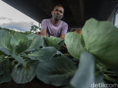 Bukan Pegunungan, Sayuran Segar Ini Tumbuh di Kolong Jembatan Lho