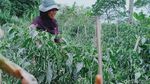 Duh, 70 Ha Lahan Sayur di Klaten Terdampak Erupsi Merapi